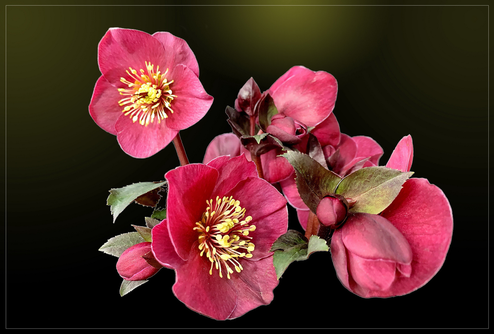 Lenzrosen Foto & Bild natur, nahaufnahme, pflanzen Bilder auf