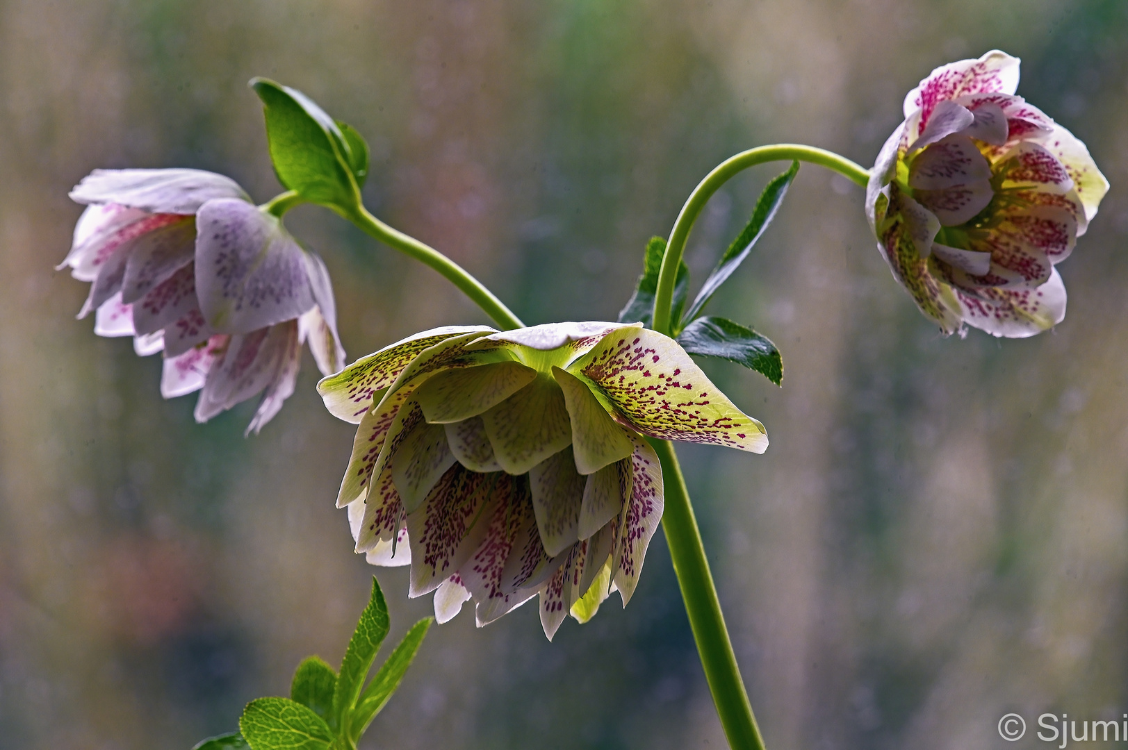 Lenzrosen Blütenzauber Foto & Bild makro, frühling, natur Bilder auf