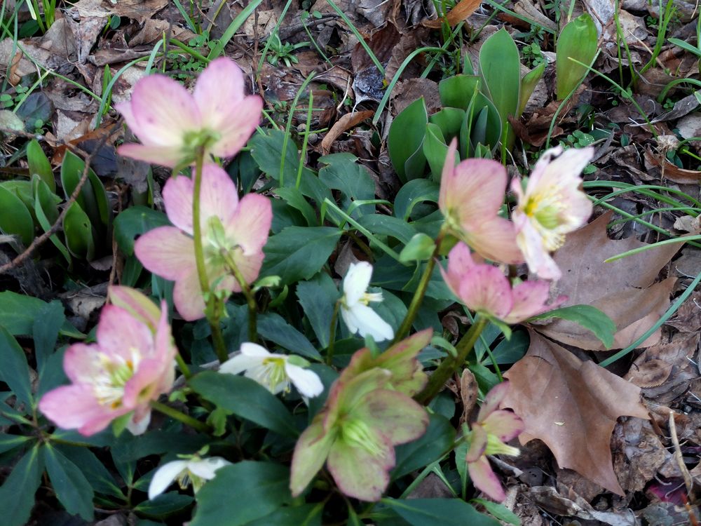 Lenzrosen Foto & Bild pflanzen, pilze & flechten, blüten