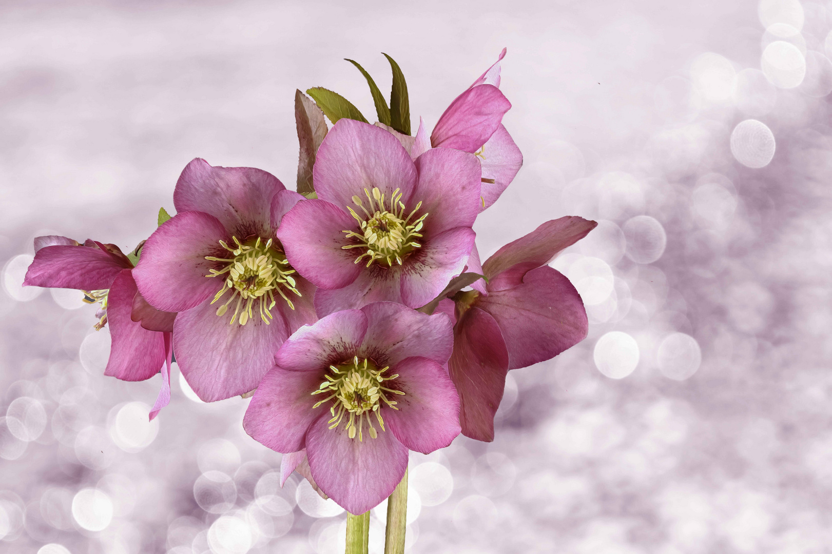 Lenzrosen (Helleborus orientalis)