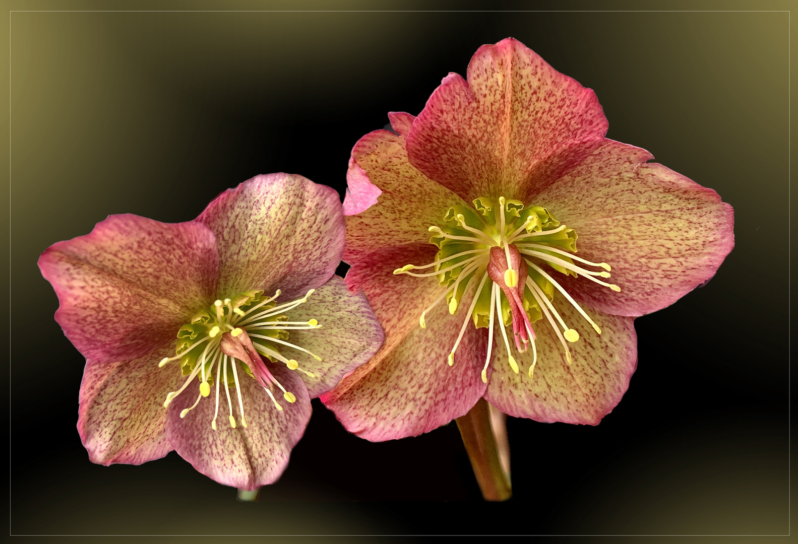 Lenzrosen ( Helleborus orientalis )