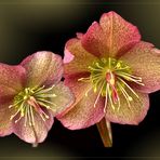 Lenzrosen ( Helleborus orientalis )