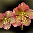 Lenzrosen ( Helleborus orientalis )