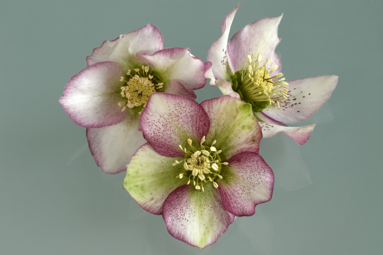 Lenzrosen (Helleborus orientalis)