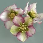 Lenzrosen (Helleborus orientalis)