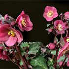 Lenzrosen (Helleborus orientalis) 