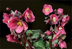 Lenzrosen (Helleborus orientalis) 