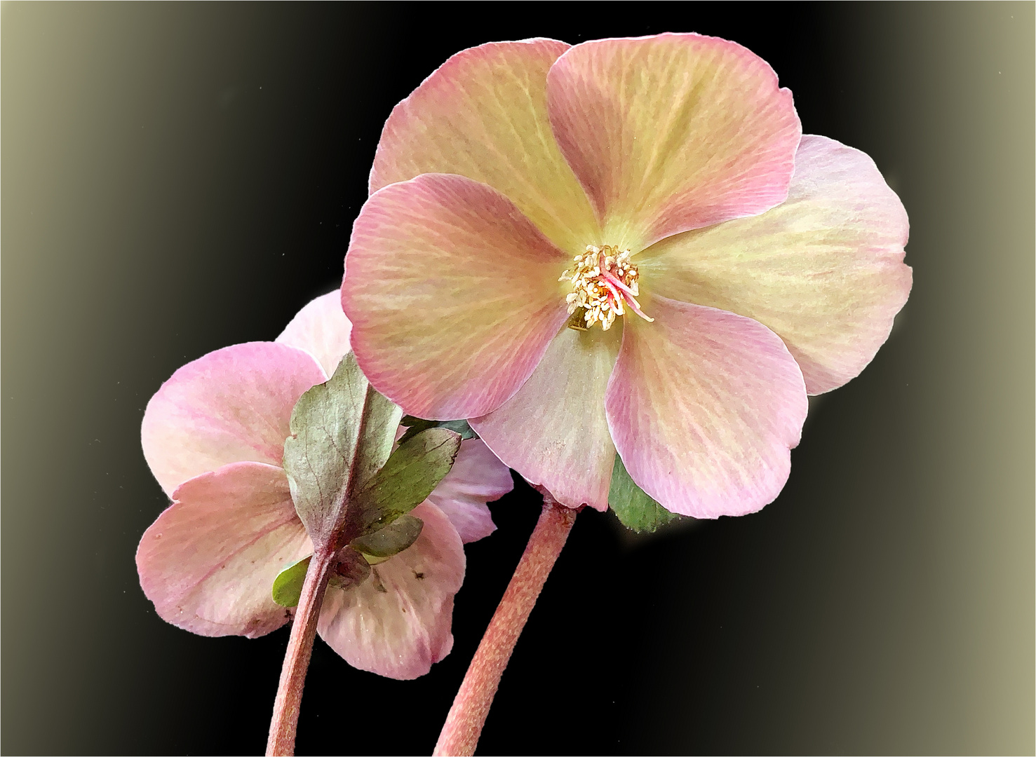 Lenzrosen (Helleborus orientalis) 