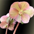 Lenzrosen (Helleborus orientalis) 