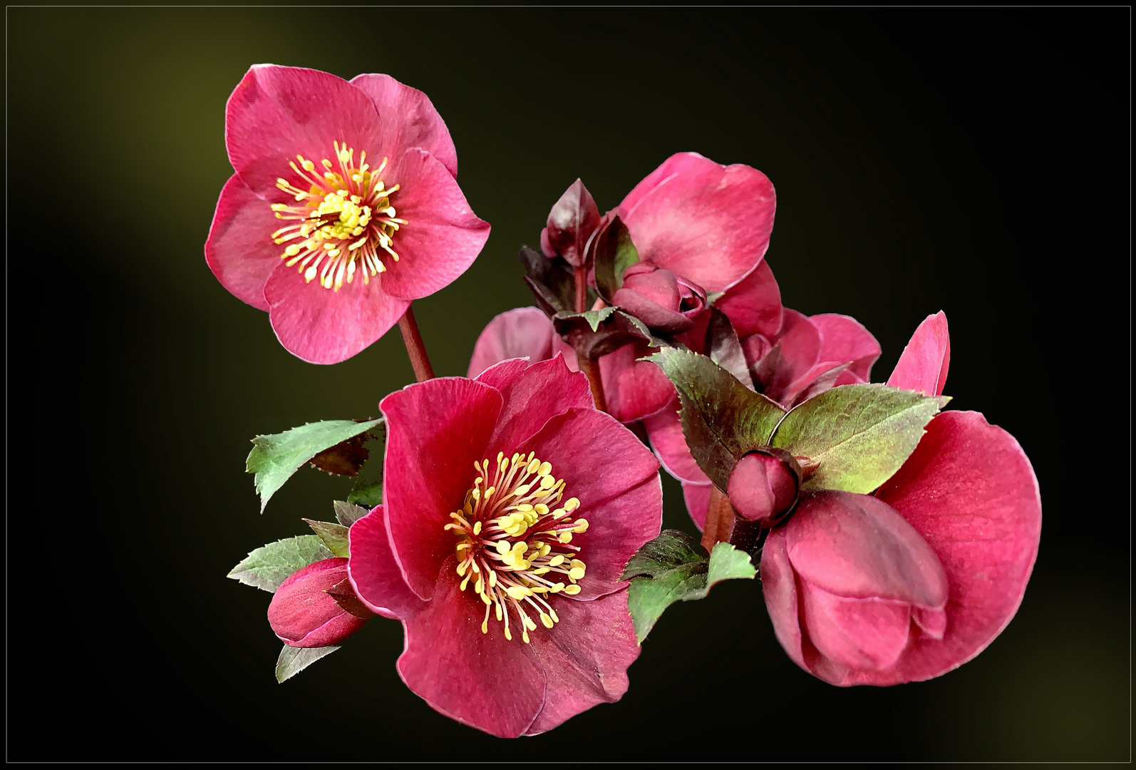 Lenzrosen (HelleborusOrientalisHybriden) Foto & Bild fotos, natur