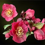 Lenzrosen (Helleborus-Orientalis-Hybriden) 