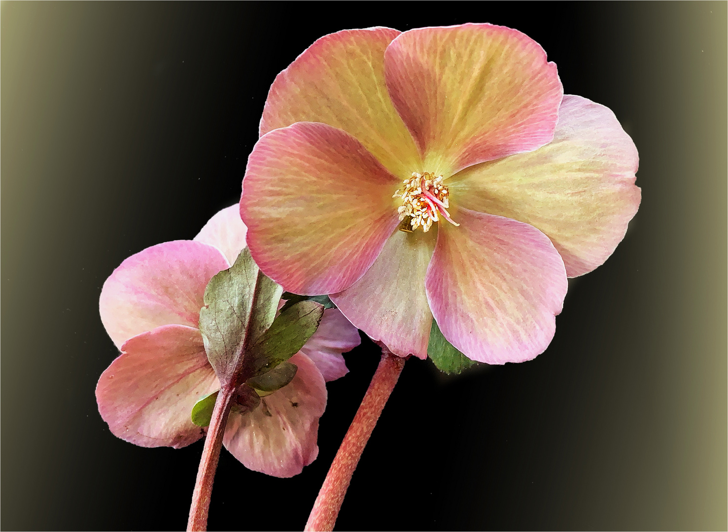 Lenzrosen (Helleborus orietalis) Foto & Bild natur, nahaufnahme