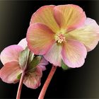 Lenzrosen  (Helleborus orietalis)