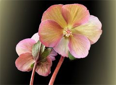 Lenzrosen  (Helleborus orietalis)