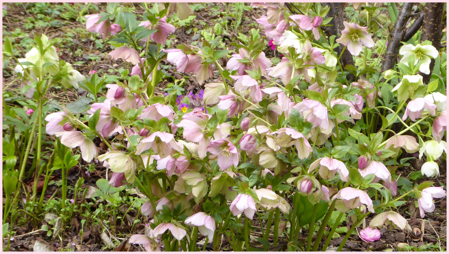 Lenzrosen - Mitwochsblümchen