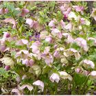 Lenzrosen - Mitwochsblümchen
