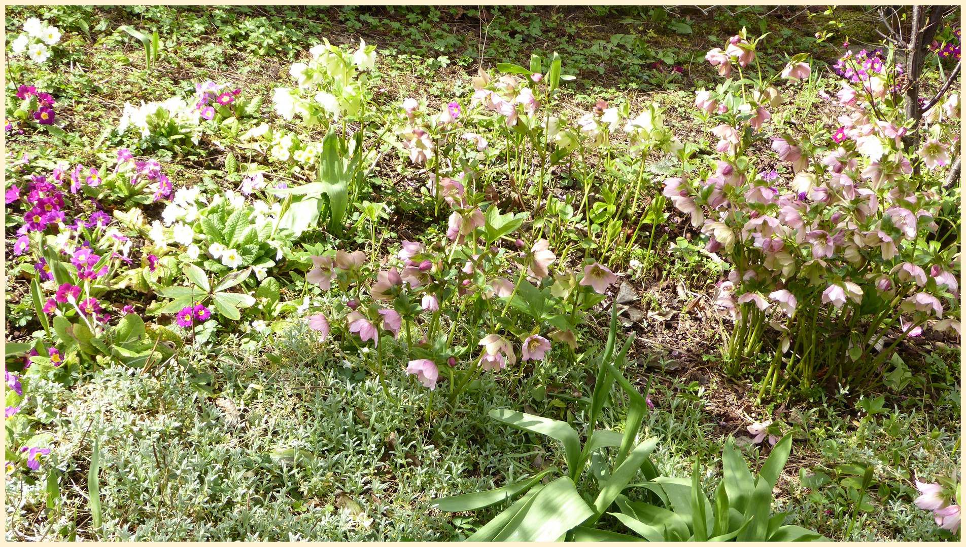 Lenzrosen - Mitwochsblümchen