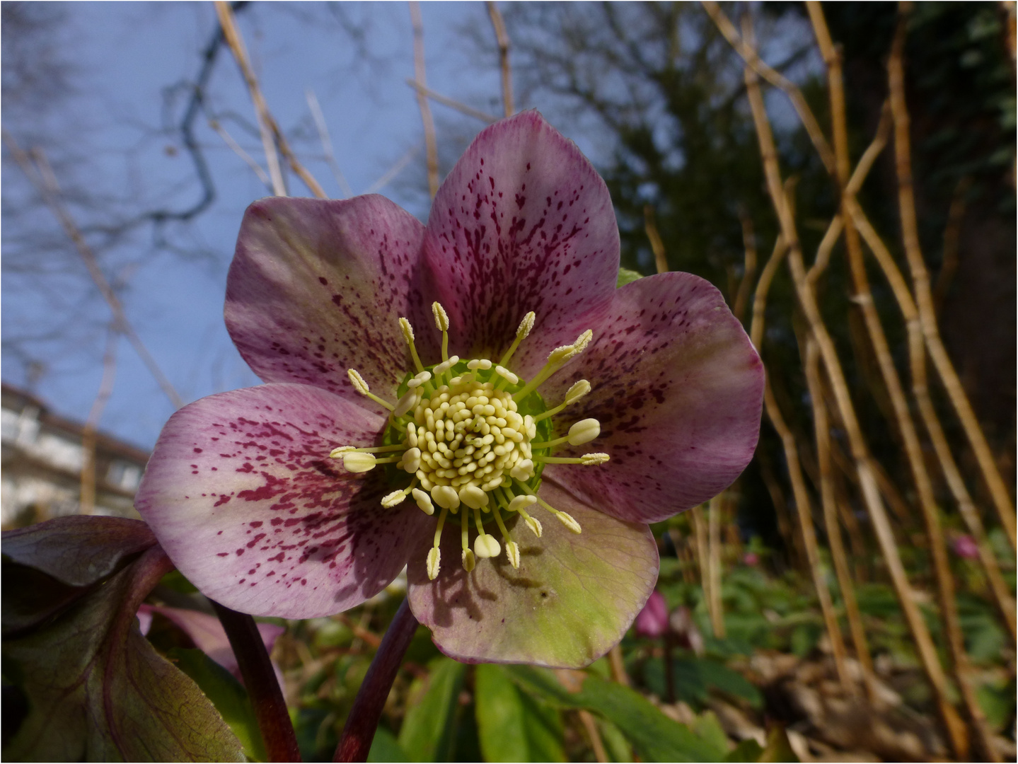 Lenzrosen Nr. 2 Foto & Bild pflanzen, pilze & flechten, blüten