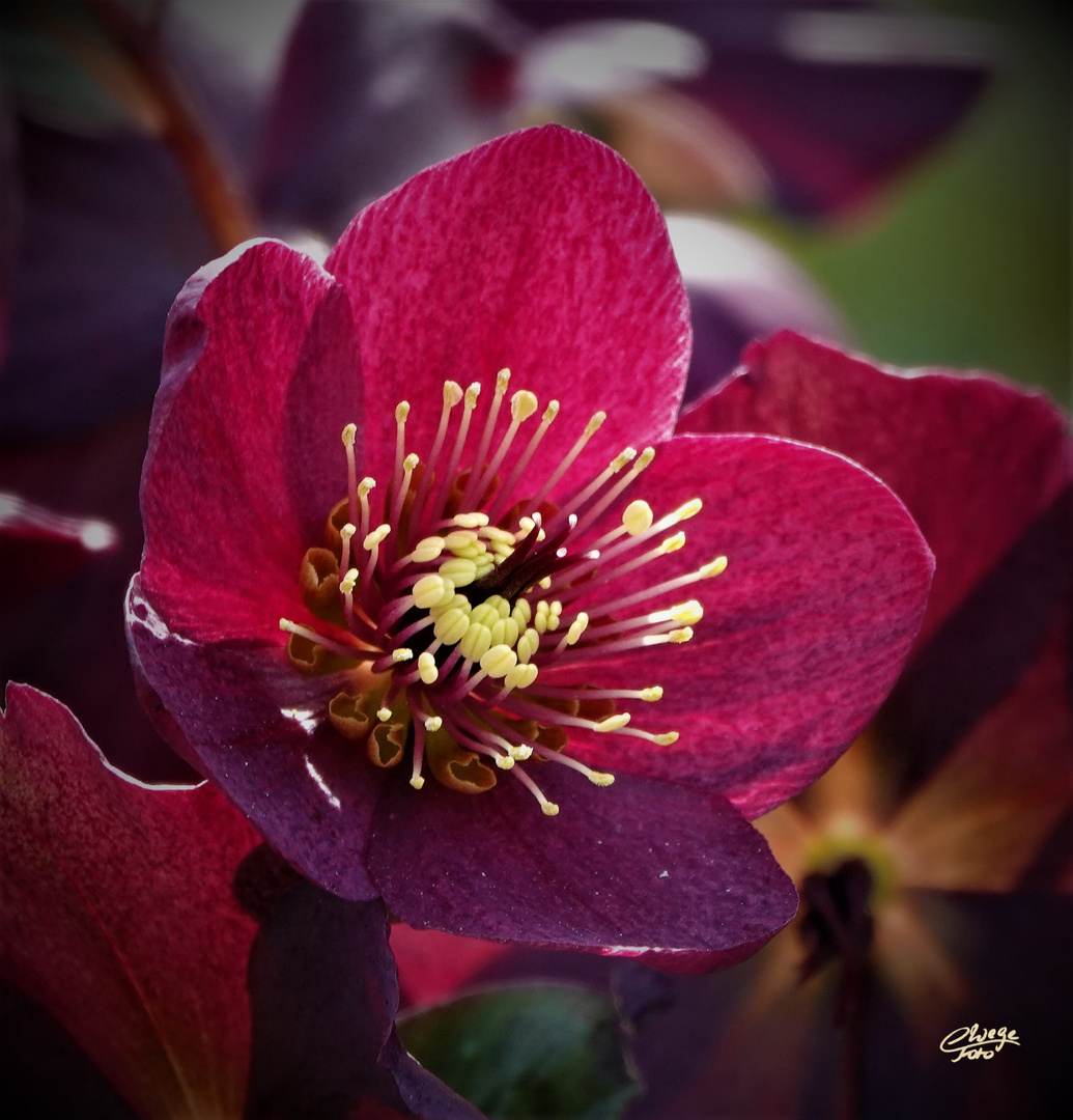 Lenzrosenblüte (Helleborus orientalis)