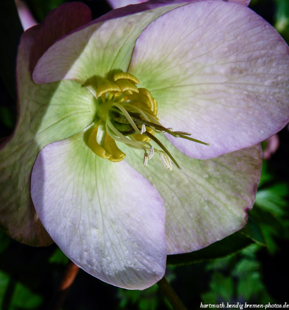 Lenzrosenblüte P1080637