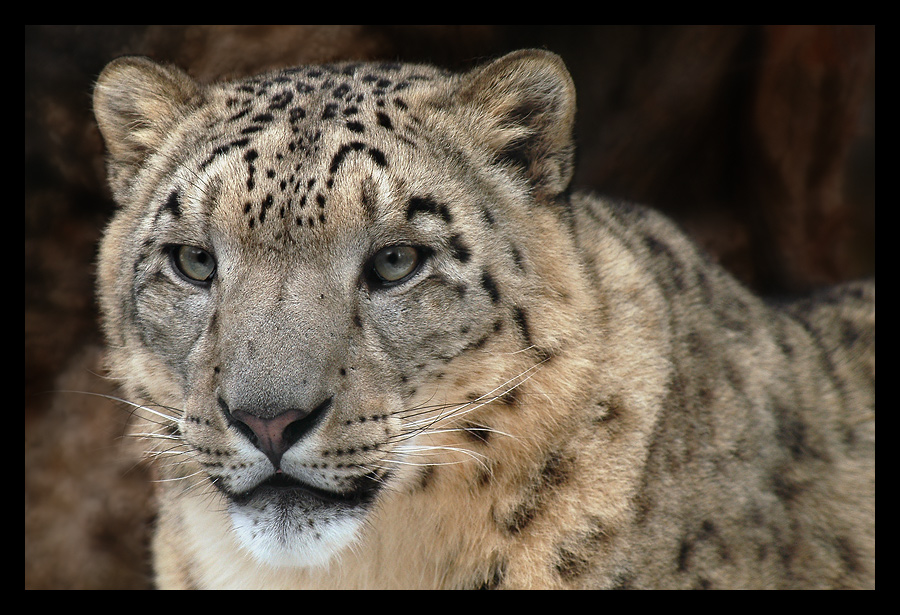 Leo Foto & Bild natur, zoo, tiere Bilder auf