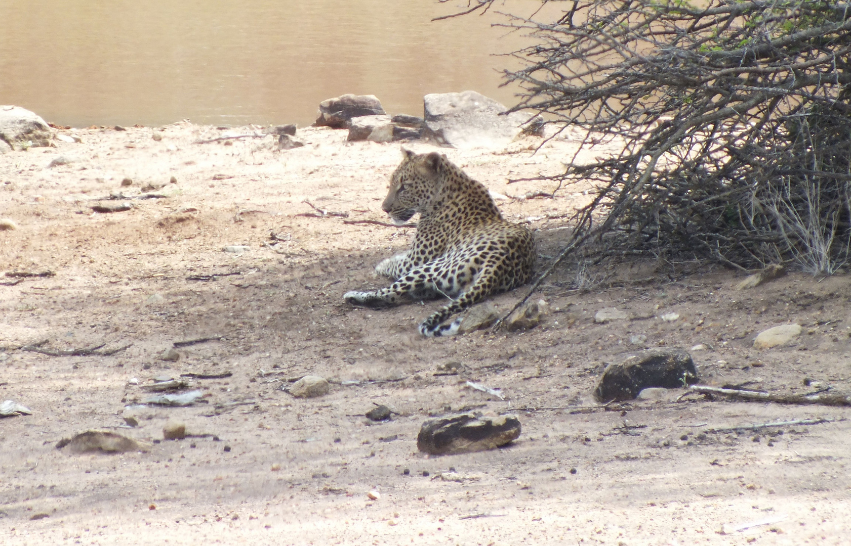 Leo am Wasserloch