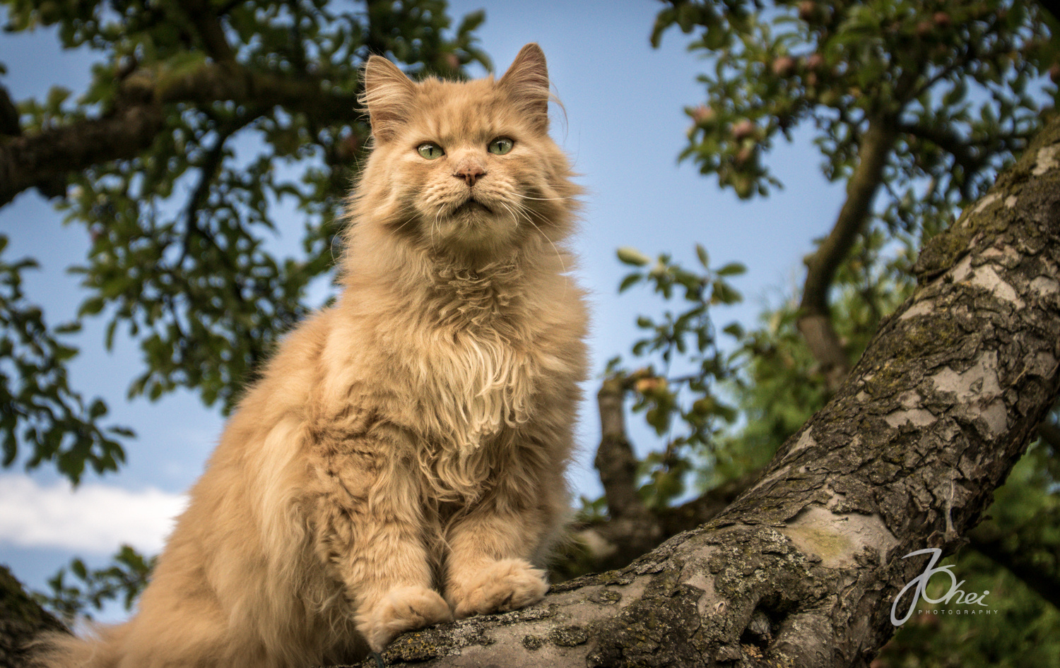 Leo auf dem Apfelbaum...