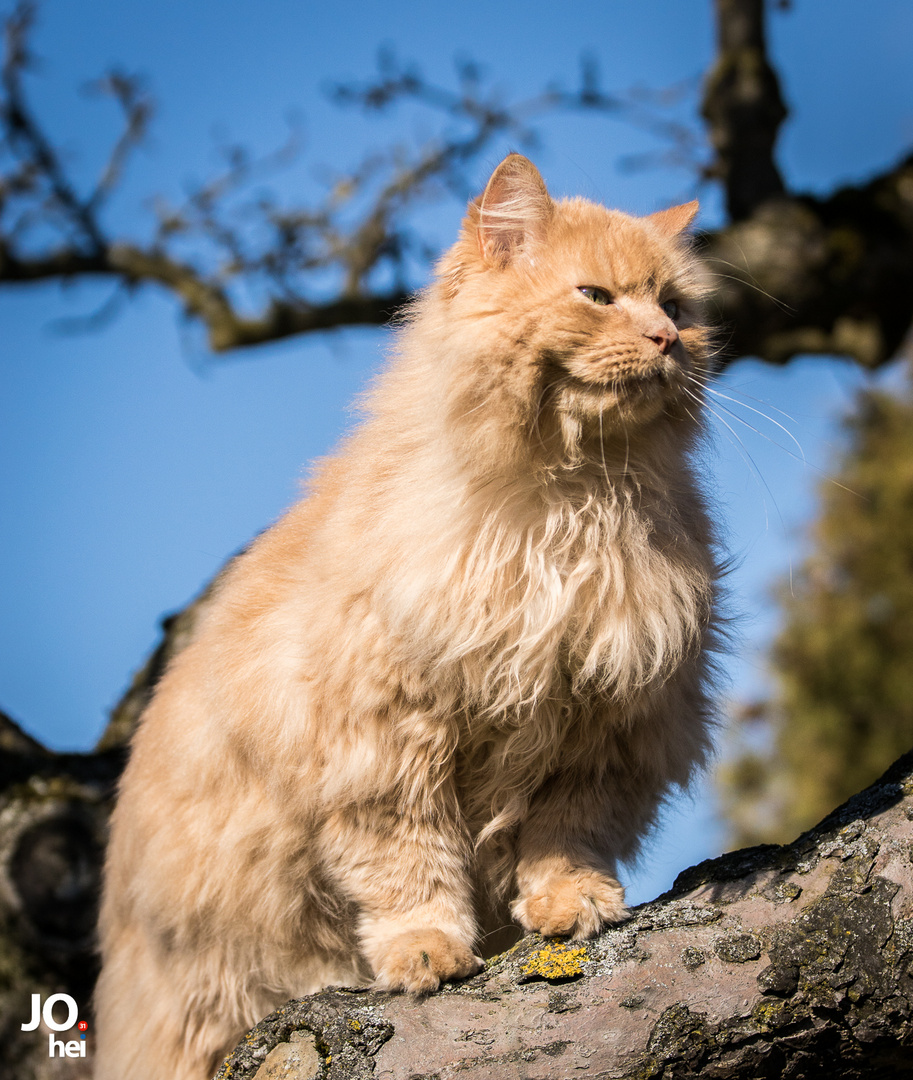 Leo auf dem Baum...Der Frühling naht...