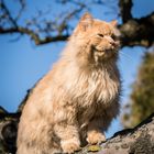 Leo auf dem Baum...Der Frühling naht...