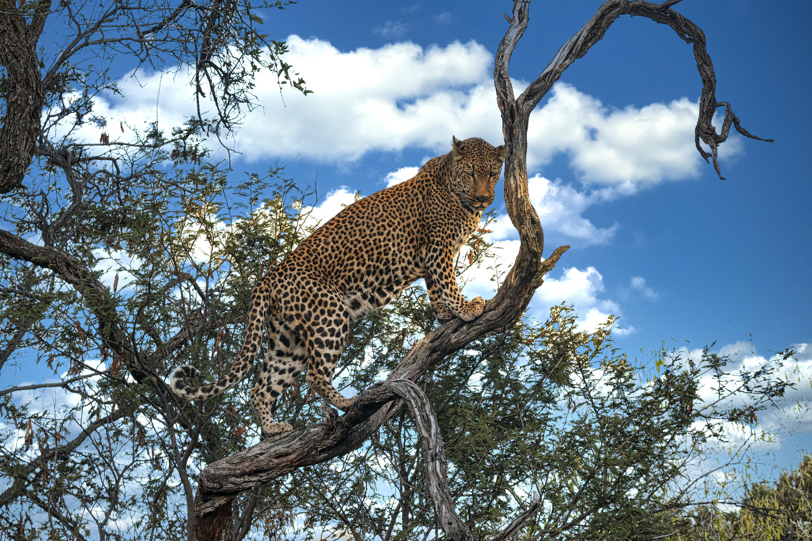 Leo auf dem Gelände der Amani Lodge, Namibia