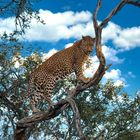 Leo auf dem Gelände der Amani Lodge, Namibia