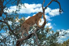 Leo auf dem Gelände der Amani Lodge, Namibia