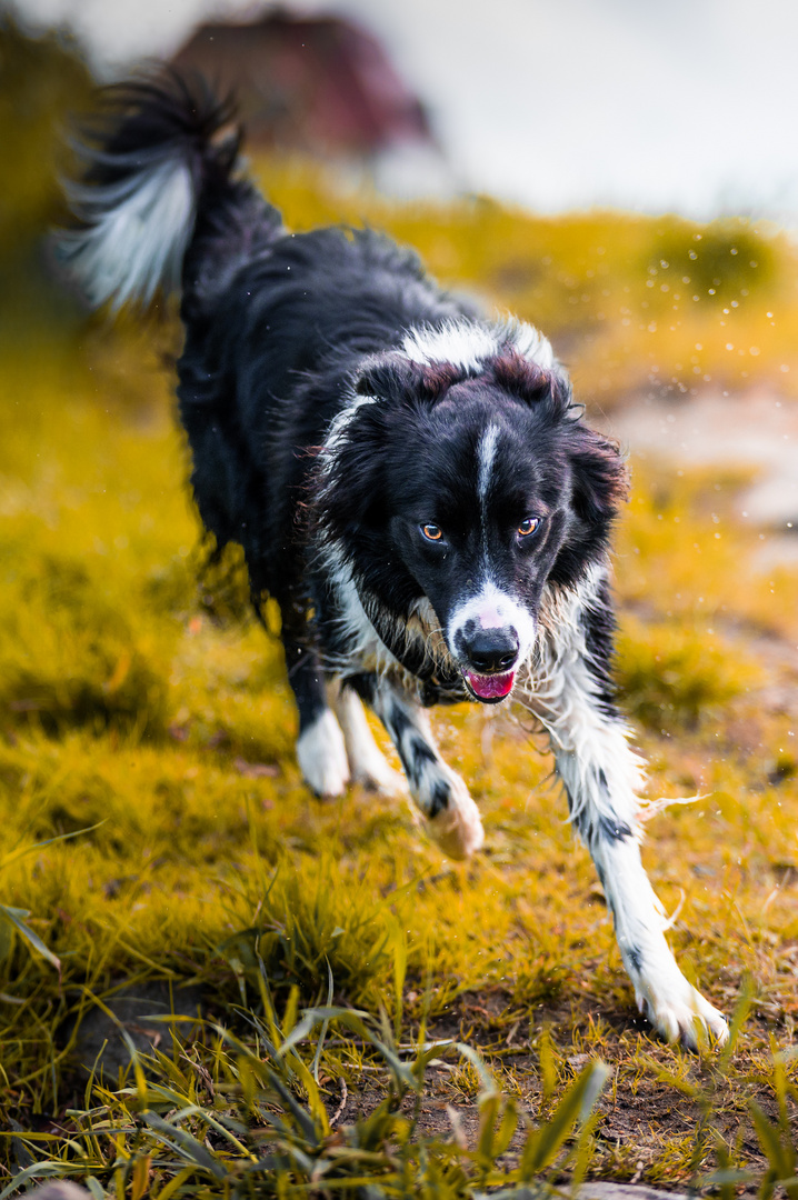 Leo auf der Hundewiese