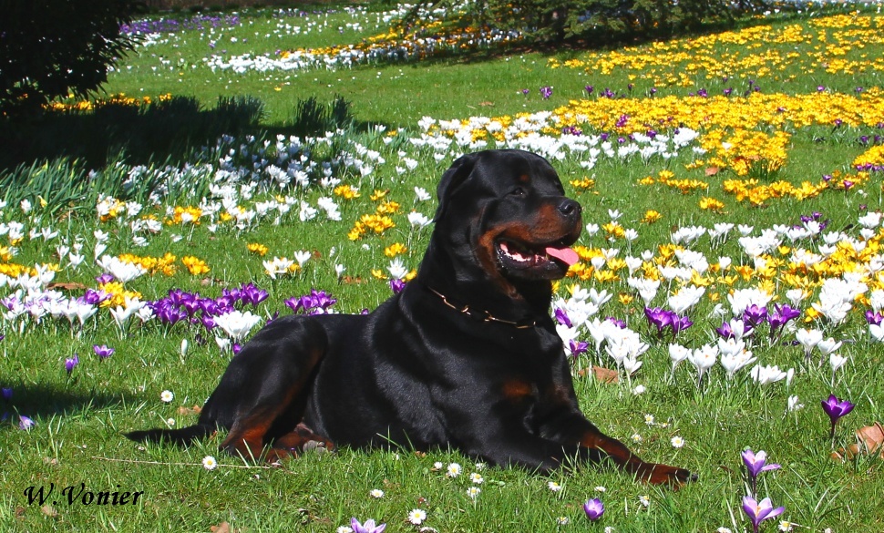 Leo auf der Insel Mainau