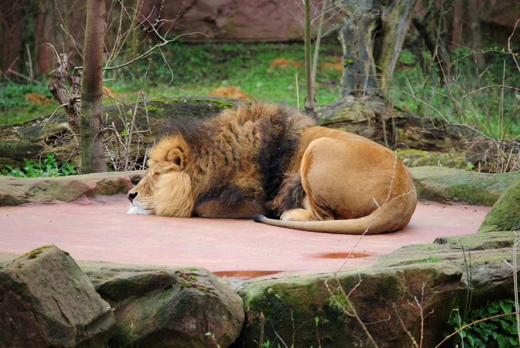 Leo beim Mittagsschlaf....