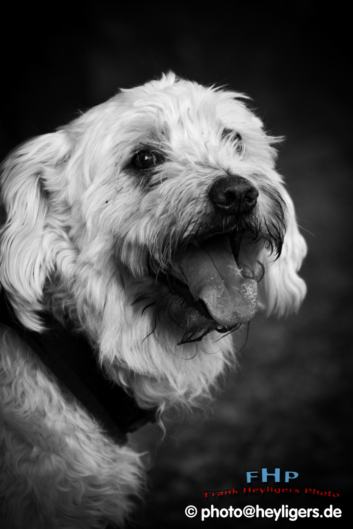 Leo beim Spaziergang 2