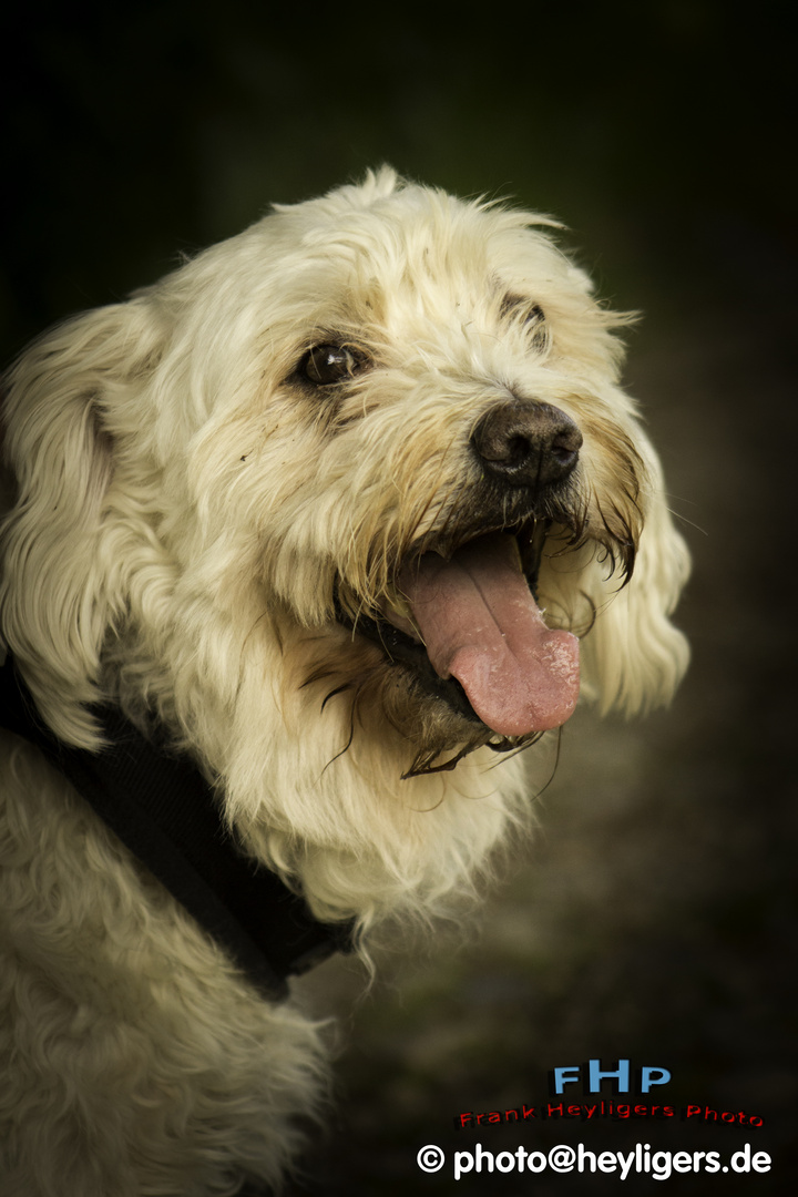 Leo beim Spaziergang