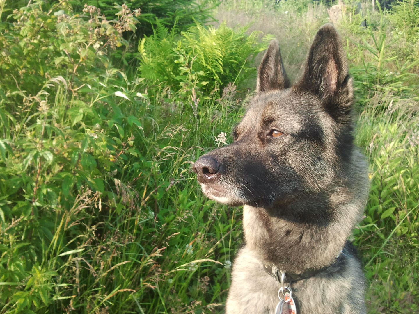 Leo blinzelt in der frühen Morgensonne