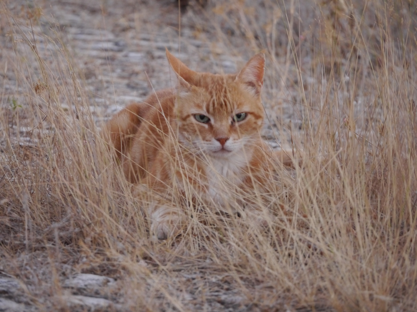 Leo der Kater lebt in Portugal