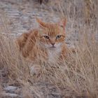 Leo der Kater lebt in Portugal