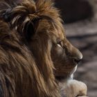 Leo der Löwe