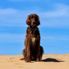 Leo der Wüstenhund von Sardinien