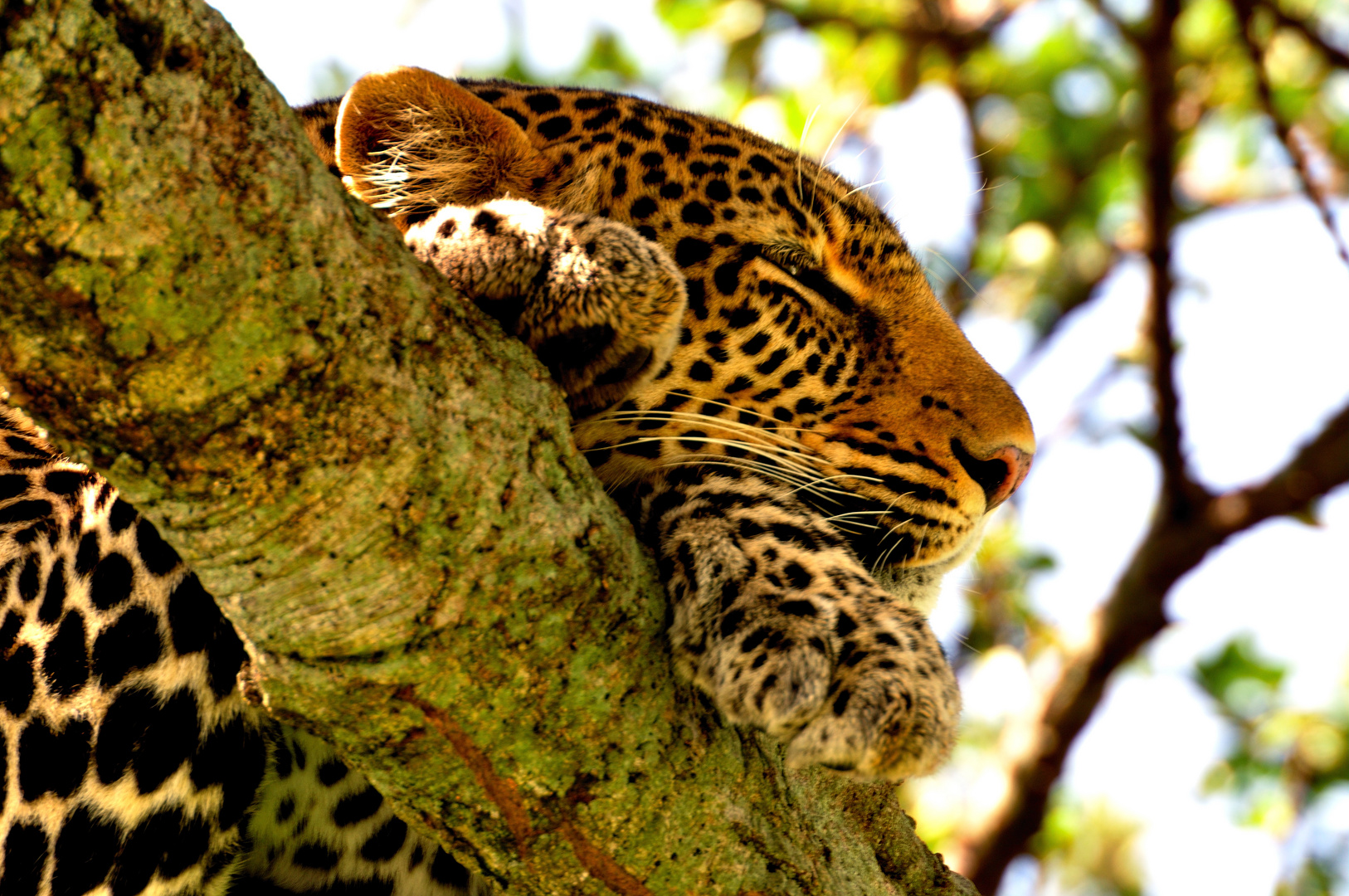 Leo dreams of Bambi, Masai Mara, Kenya