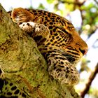 Leo dreams of Bambi, Masai Mara, Kenya