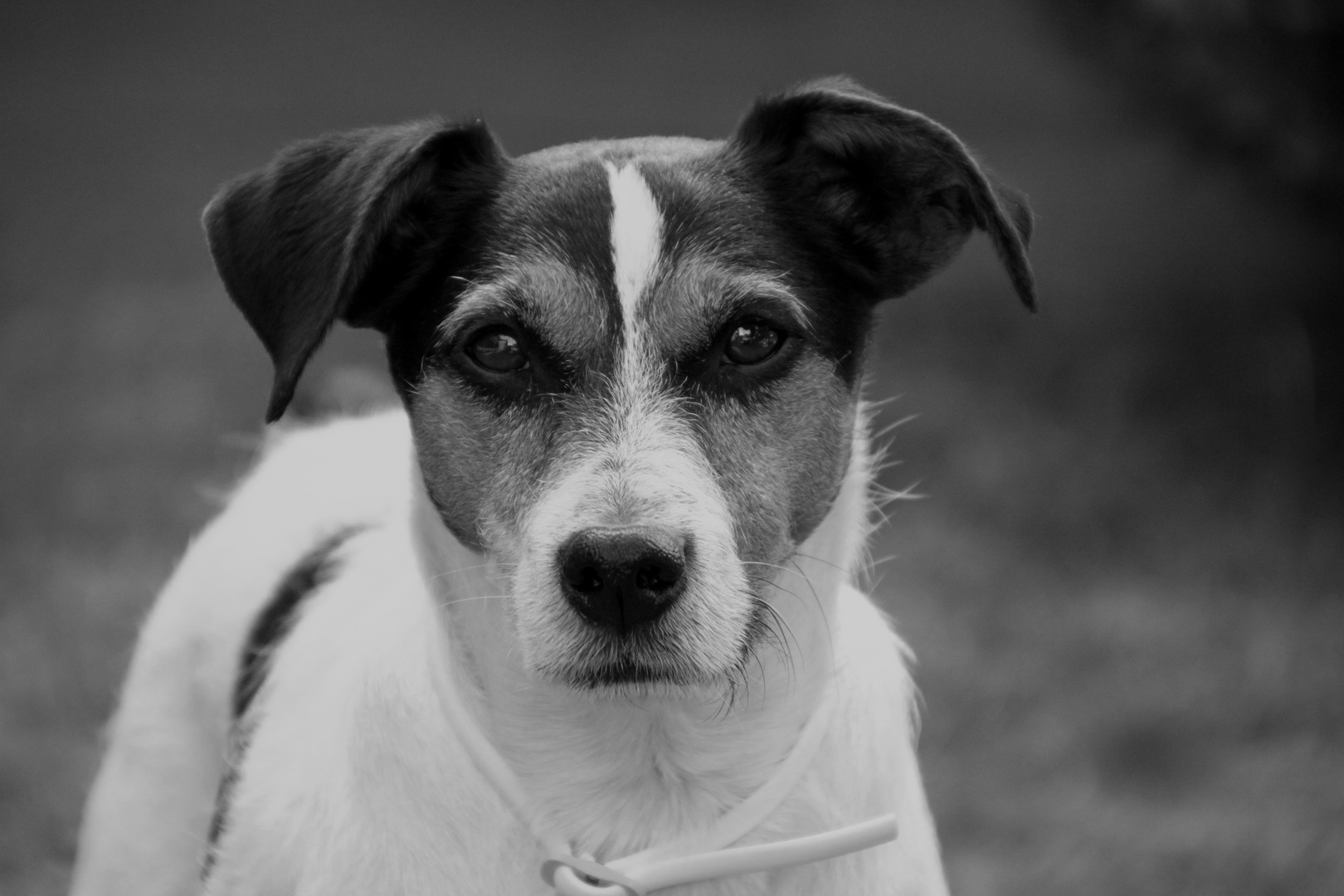 Leo - ein Jack Russel-Mischling