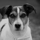 Leo - ein Jack Russel-Mischling