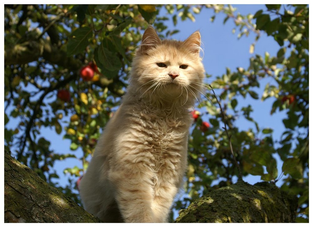 LEO, es ist Herbst und die Sonne blendet in den Augen