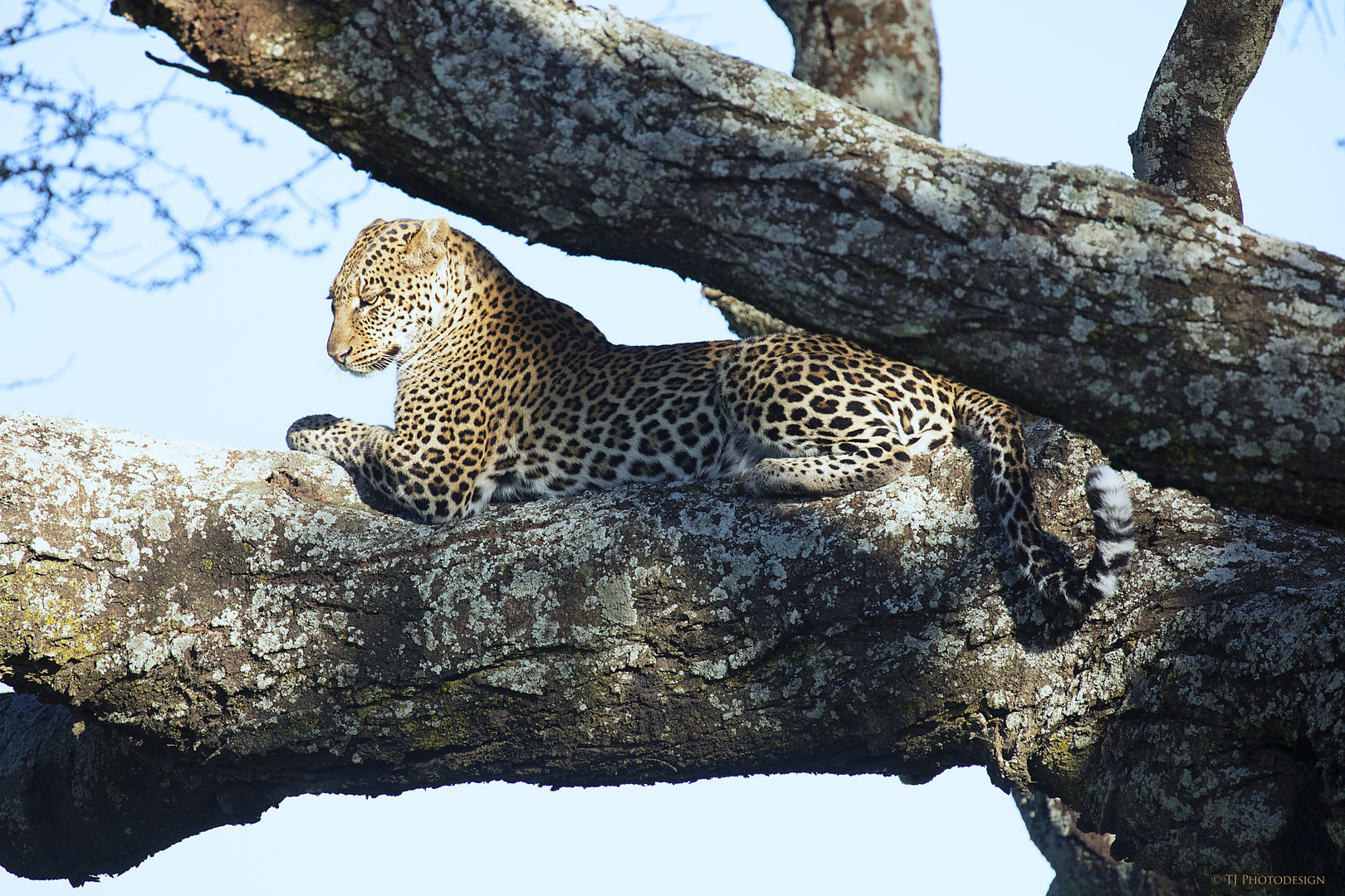 Leo im Baum