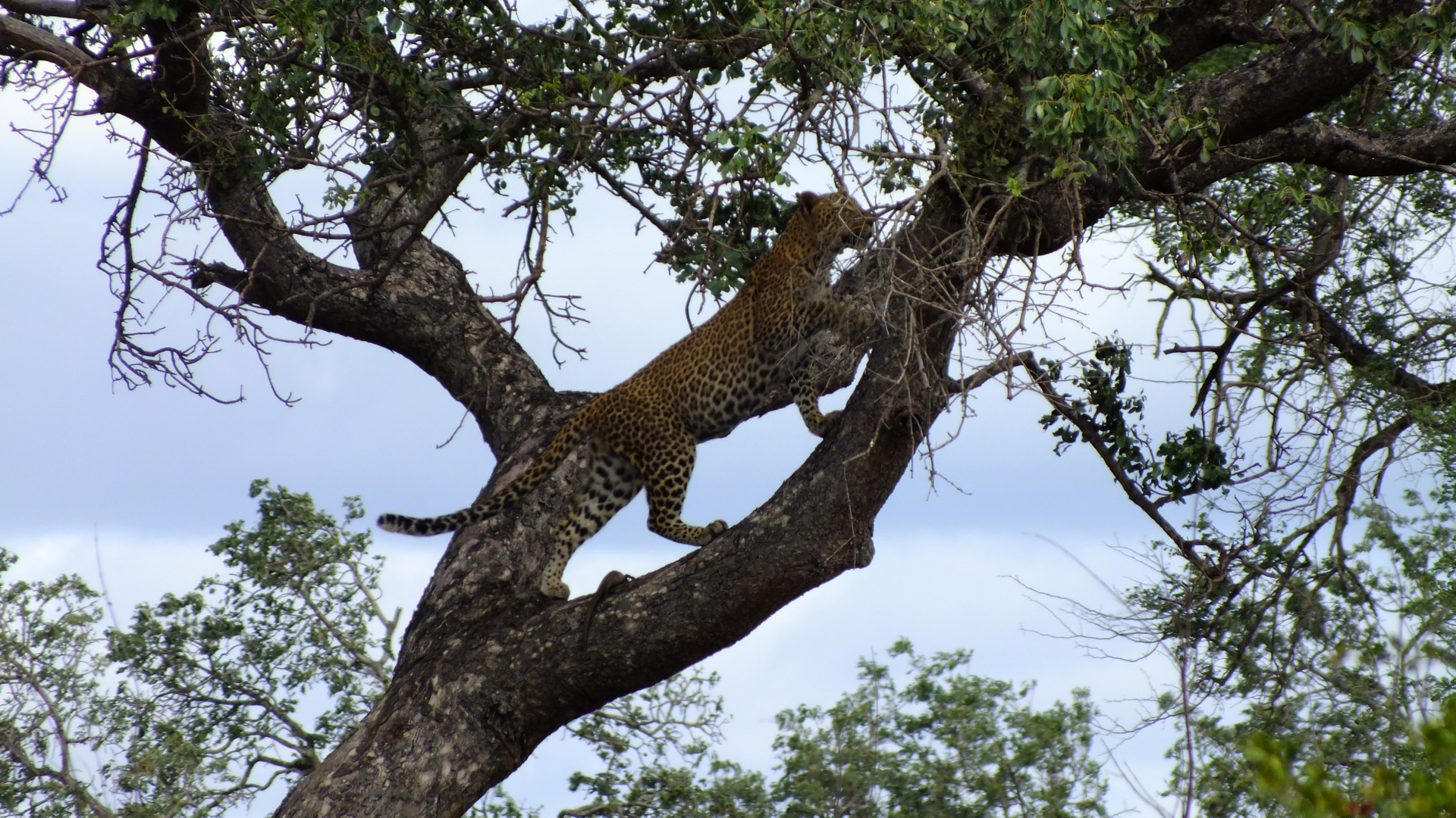 Leo im Baum 3