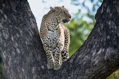 Leo im Baum